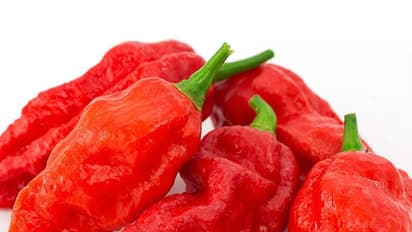 ഈ മുളക് ഒന്നു കടിച്ചാല് വിവരമറിയും!