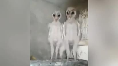 കോടിക്കണക്കിന് പേര്‍ കണ്ട ആ വീഡിയോയിലെ 'അന്യഗ്രഹജീവികള്‍' യഥാര്‍ത്ഥത്തില്‍ എന്താണ് ?