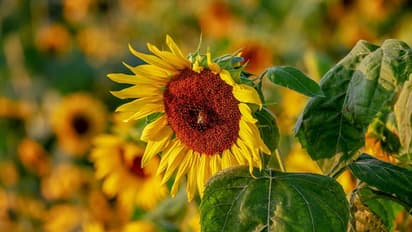 ಸೂರ್ಯನಷ್ಟೇ ಪವರ್ ಫುಲ್ ಆಗಿದೆ ಸೂರ್ಯ ಕಾಂತಿ ಬೀಜದ ಅರೋಗ್ಯ ಪ್ರಯೋಜನ