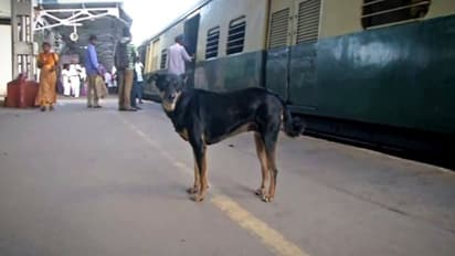 আরপিএফ যা পারেনি তাই করে দেখাচ্ছে এই সারমেয়, রেলযাত্রীদের মধ্যে সে মিনি সেলিব্রিটি
