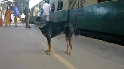 కుక్క ఉంది జాగ్రత్త.. ఇక్కడ రూల్స్ బ్రేక్ చేశారో