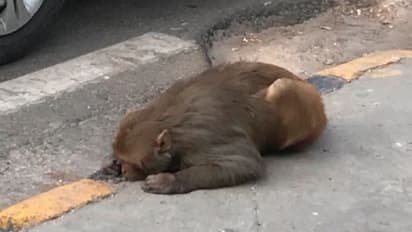 দিল্লির রাজপথে রক্তাক্ত হনুমান, সাংবাদিকের ছবিতে সাহায্য পাঠালেন মানেকা