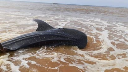 విశాఖ తంతడి తీరానికి కొట్టుకొచ్చిన అతిపెద్ద వేల్ షార్క్..
