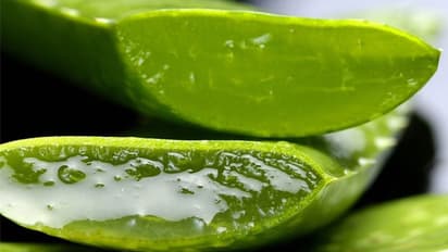 കറ്റാര്വാഴ കൃഷി ചെയ്താല് പലതുണ്ട് ഗുണം!