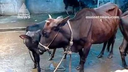 അമ്പലപ്പുഴ ക്ഷേത്രത്തിലെ പശുക്കൾ ഷോക്കേറ്റു ചത്തു