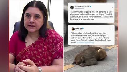 After rescuing injured monkey, BJP MP Maneka Gandhi wins hearts on social media