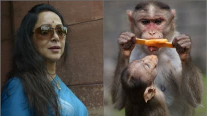 বাঁদররা মানুষের মতো হয়ে যাচ্ছে, চিন্তিত ড্রিমগার্লের দাবি 'মাঙ্কি সাফারি' বানাও