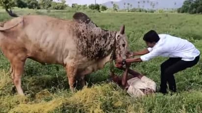 தந்தையை முட்டி மோதிய ஜல்லிக்கட்டு காளை..! துணிச்சலுடன் செயல்பட்ட மகனுக்கு குவியும் பாராட்டு..!
