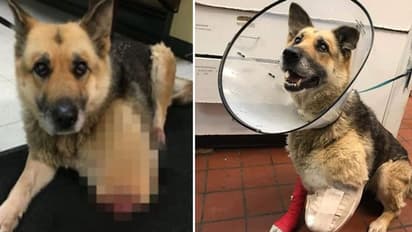 बूढ़ा होते ही खत्म हुआ मालिक का प्यार, कई दिनों तक नहीं दिया खाना तो चबा गया पैर