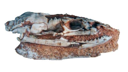 ಹಾವುಗಳಿಗೂ ಕಾಲುಗಳಿತ್ತು: ಸಂಶೋಧನೆಯಲ್ಲಿ ಬಯಲು!