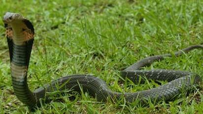 ഇക്കാര്യങ്ങള് ശ്രദ്ധിച്ചില്ലെങ്കില് വീട്ടില് പാമ്പു വരാം