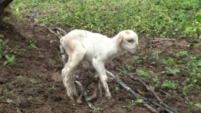 ஆறுகால்களுடன் பிறந்து ஆச்சரியப்படுத்தும் ஆட்டுக்குட்டி..! கோவையில் அதிசயம்..!