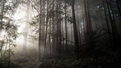 ജാപ്പനീസ് ചെന്നായ മിഥ്യയോ, സത്യമോ? യാഗിയുടെ അന്വേഷണങ്ങള്