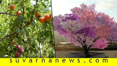 40 ಬಗೆಯ ಹಣ್ಣು ಕೊಡುತ್ತೆ ಈ ಮರ: ಅದ್ಭುತ ಗಿಡದ ಬೆಲೆ ಎಷ್ಟಿರಬಹುದು?