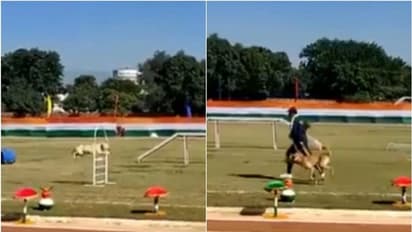 ಉತ್ತರಾಖಂಡದಲ್ಲಿ ಬೀದಿ ನಾಯಿಗೆ ಶ್ವಾನ ಪಡೆ ತರಬೇತಿ: ವೈರಲ್