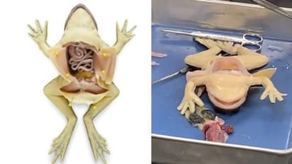 അവയവ പഠനത്തിനായി തവളകളെ കീറിമുറിക്കേണ്ട, കൃത്രിമ തവളകളുമായി ലോകത്തിലെ ആദ്യത്തെ സ്കൂള്‍