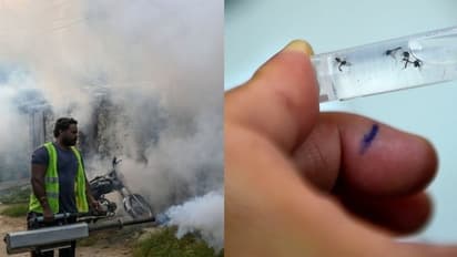 থানা দাপিয়ে বেড়াচ্ছে 'মস্তান মশা', মগরায় ডেঙ্গুতে কাবু বড়বাবু থেকে কনস্টেবল