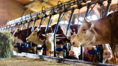 ಅಯೋಧ್ಯೆ ಗೋಶಾಲೆಗಳ ಹಸುಗಳಿಗೆ ಚಳಿ ತಡೆಯಲು ವಿಶೇಷ ಸೆಣಬಿನ ಕೋಟ್!