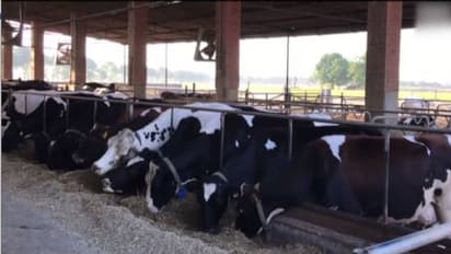 ശൈത്യകാലത്തെ നേരിടാൻ പശുക്കൾക്ക് കോട്ടുകൾ തയ്യാറാക്കി അയോധ്യ നഗരസഭ