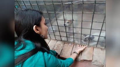 মা হারিয়ে অনাথ দুই কুকুরছানা, আশ্রয় দিলেন সাংসদ মিমি