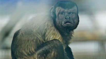 दिल टूटे आशिक की तरह दिखता है 19 साल का सिंगल बंदर, कर रहा है दुल्हन की तलाश