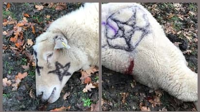 സാത്താന് സേവയോ?; മേയാന് വിട്ട വളര്ത്തുമൃഗങ്ങള് വിചിത്ര അടയാളത്തോടെ കൊല്ലപ്പെടുന്നു; ഈ നാട്ടില് സംഭവിക്കുന്നത്