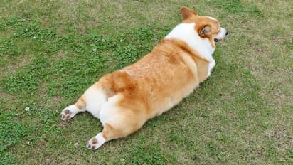 വളര്ത്തുനായ നക്കി; കടുത്ത അണുബാധയെ തുടര്ന്ന് ഉടമസ്ഥന് മരിച്ചു