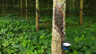 ആറാമത് ഇന്ത്യാ റബ്ബർ മീറ്റ് ജൂലൈയിൽ; വിദേശത്ത് നിന്നടക്കം 500 പേർ കൊച്ചിയിലെത്തും