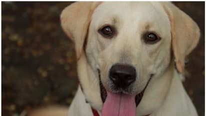 ''ഇവളുടെ കണ്ണുകളിലേക്ക് നോക്കൂ'';  നായെ ദത്തെടുക്കാൻ അപേക്ഷിച്ച് രത്തൻ ടാറ്റയുടെ ഇൻസ്റ്റ​ഗ്രാം പോസ്റ്റ്