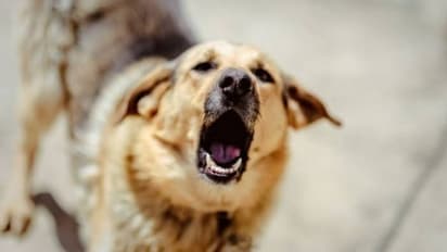 సరూర్నగర్లో దారుణం: కుక్కపై కాల్పులు జరిపిన జిమ్ ట్రైనర్