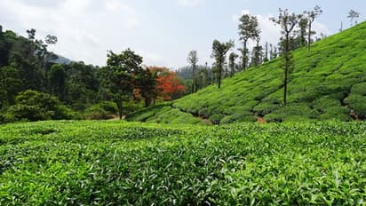 టీ తోటలో గ్రెనేడ్లు, ఆయుధాలు.. భయాందోళనలో స్థానికులు..