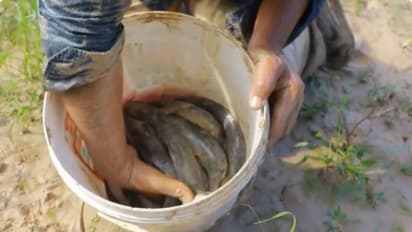 ব্রয়লার মুরগির টোপেই ধরা পড়ছে মাছ, নেট দুনিয়ায় ভাইরাল নতুন মাছ ধরার এই কৌশল