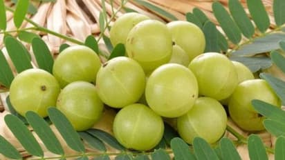 പ്രതിരോധശേഷി വർധിപ്പിക്കാം; ദിവസവും നെല്ലിക്ക കഴിക്കുന്നത് ശീലമാക്കൂ, അറിയാം മറ്റ് ഗുണങ്ങൾ