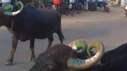 చివరికి గేదెలను వాడేస్తున్నారు: కొమ్ములకు వైసీపీ రంగు, ఫోటోలు వైరల్