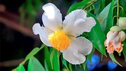 এই একটা মাত্র গাছ বাড়াবে সুখ সমৃদ্ধি, ব্যবসায় ফিরবে লাভ- জানুন বিস্তারিত