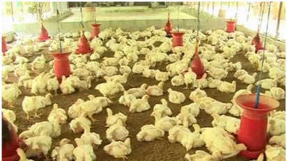 ಕೊರೋನಾ ಭೀತಿ: ಸಾವಿರಾರು ಕೋಳಿಗಳ ಜೀವಂತ ಸಮಾಧಿ