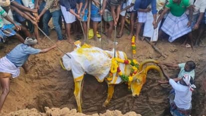 கோயில் காளைக்காக கண்ணீர் மல்கிய கிராம மக்கள்... கரகாட்டம், ஒயிலாட்டத்துடன் இறுதிச்சடங்கு..!