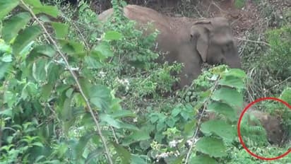 இறந்துகிடந்த குட்டியை சுற்றிச்சுற்றி வந்த தாய் யானை..!காண்போரை கலங்கச் செய்த காட்சி..!