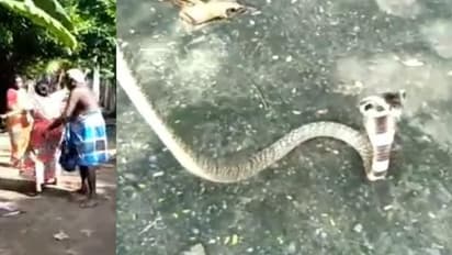 'அது பாம்பு இல்ல.. ஆத்தா'..! படமெடுத்த நல்ல பாம்பு..! பிடிக்கவிடாமல் சாமியாடிய சரஸ்வதி..!