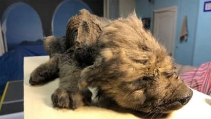 18 हजार सालों से बर्फ में दफन था पपी, ना सड़ी थी बॉडी ना टूटे थे दांत