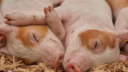 പരിസര മലിനീകരണം ഒഴിവാക്കി എങ്ങനെ പന്നിവളര്ത്താം?