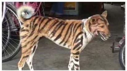 വളര്ത്തുനായക്ക് കടുവയുടെ നിറം കൊടുത്തു; കൃഷി നശിപ്പിക്കുന്ന കുരങ്ങന്മാരെ തുരുത്താന് കര്ഷകന്റെ വിദ്യ