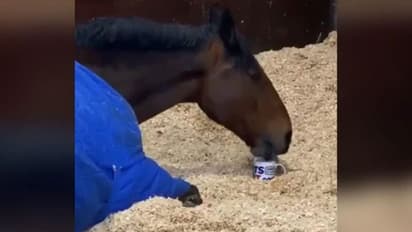 എഴുന്നേറ്റയുടനെ ഒരു കപ്പ് ചായ, ബാക്കിയൊക്കെ പിന്നെ; വൈറലായി കുതിരയുടെ ചായകുടി