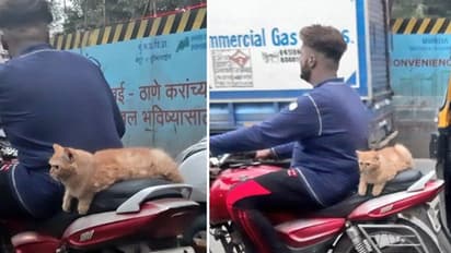 എന്നോടാ കളി...തിരക്കേറിയ നഗരത്തിലൂടെ ബൈക്ക് സവാരി നടത്തുന്ന പൂച്ച