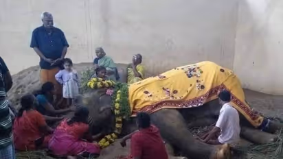 உடல்நலக்குறைவால் மரணமடைந்த கோவில் யானை..! துக்கம் தாளாமல் கண்ணீர் விட்டு கதறி அழுத பாகன்..!