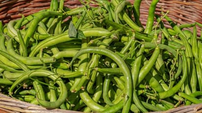 ശൈത്യകാലത്ത് ബീന്സ് കൃഷി ചെയ്യാം, ശ്രദ്ധിക്കേണ്ട കാര്യങ്ങള്