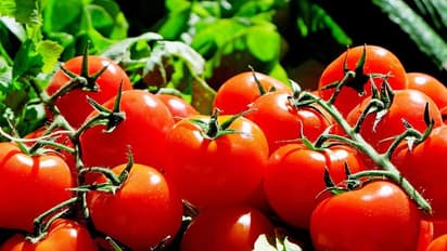 হার্টের সুরক্ষা থেকে ক্যানসার প্রতিরোধ, টমেটোর জুড়ি মেলা ভার