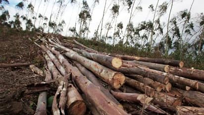 ಒತ್ತುವರಿ ತೆರವು ನೆಪದಲ್ಲಿ ಮರಗಳಿಗೆ ಬಿತ್ತು ಕೊಡಲಿ