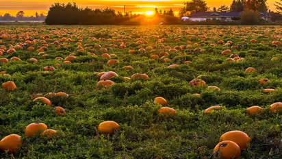 ಕುಂಬಳಕಾಯಿಯ ಹೂವು ಯಾವ ಔಷಧಿಗೂ ಕಡಿಮೆ ಇಲ್ಲ