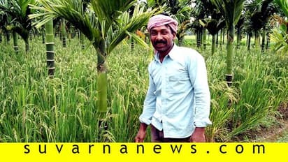 ಅಡಿಕೆ ತೋಟದಲ್ಲೂ ಬತ್ತದ ಕೃಷಿ; ಹೊಸ ಪ್ರಯೋಗಕ್ಕೆ ಕೈ ಹಾಕಿದ ರೈತ!